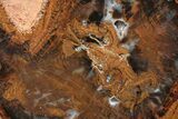 Petrified Wood (Sycamore) Limb End-Cut - Parker, Colorado #228120-2